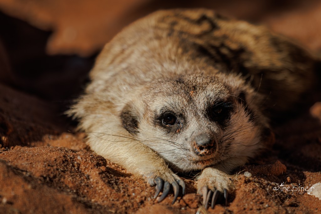 Kalahari Trails Meerkat&nbsp;Sanctuary
