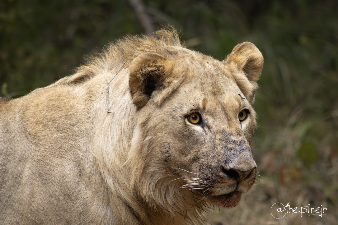 Of Leopards and Lunacy – How to Win at Black Rhino Part One
