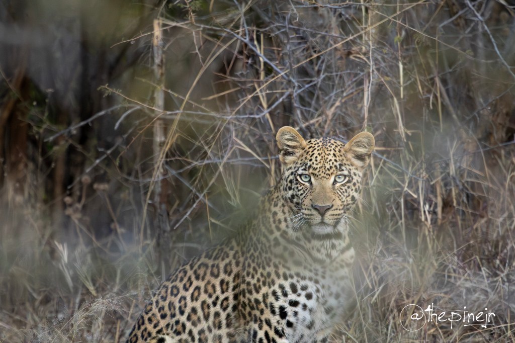 Of Leopards and Lunacy – How to Win at Black Rhino Part&nbsp;Two