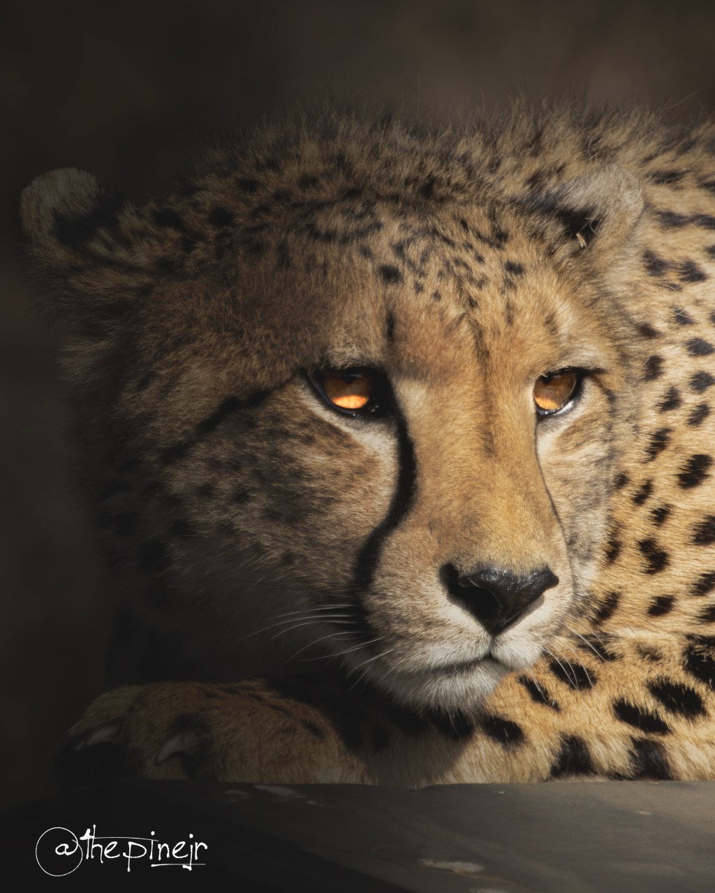 Of Trains, Tempers, and Two&nbsp;Leopards