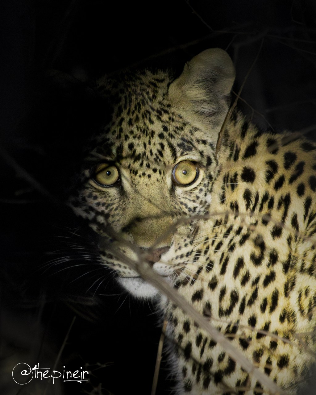 Of Leopards, Lightning, and the Gods of&nbsp;ISO