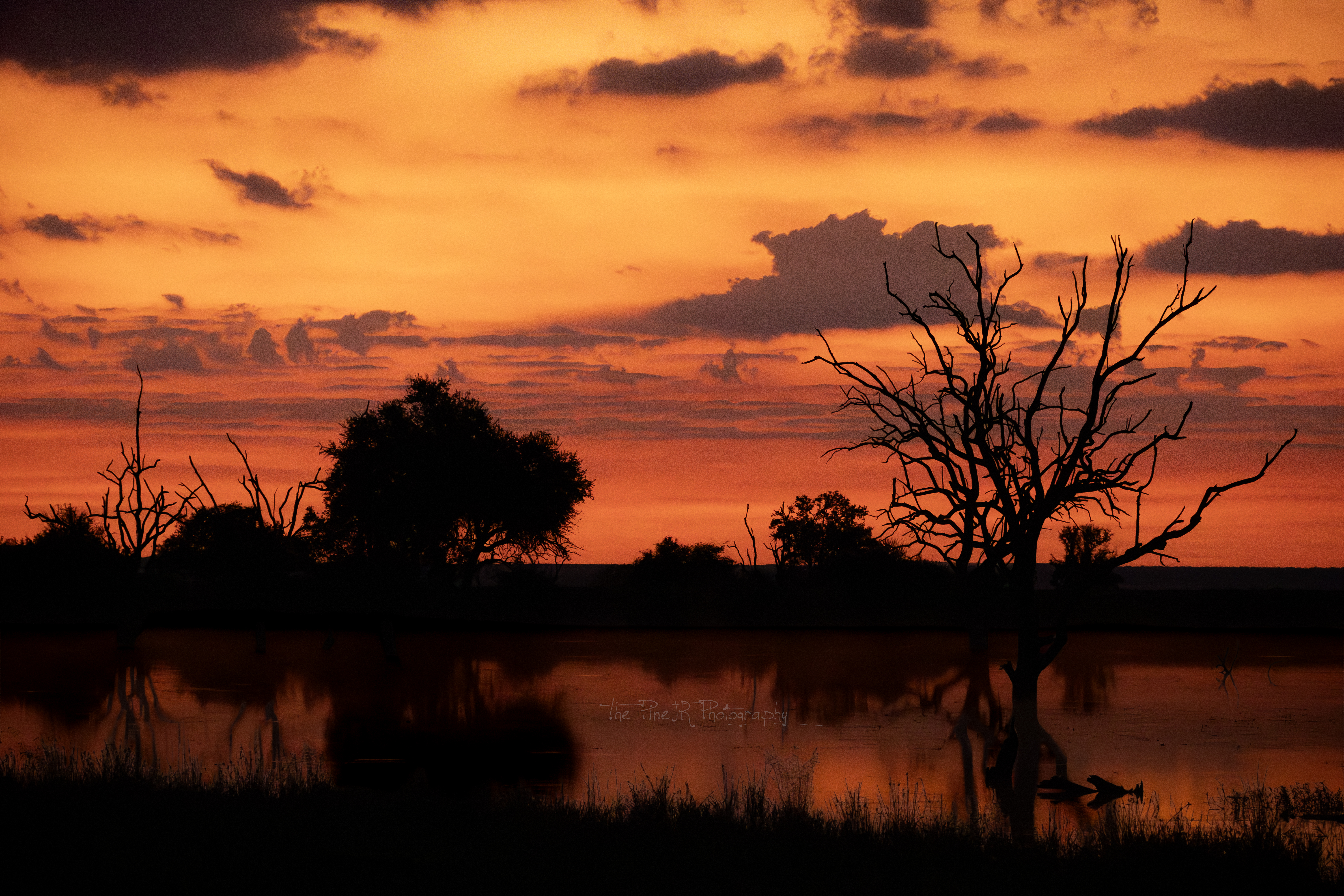Of Dust, Dogs and the Green  sort of Kalahari