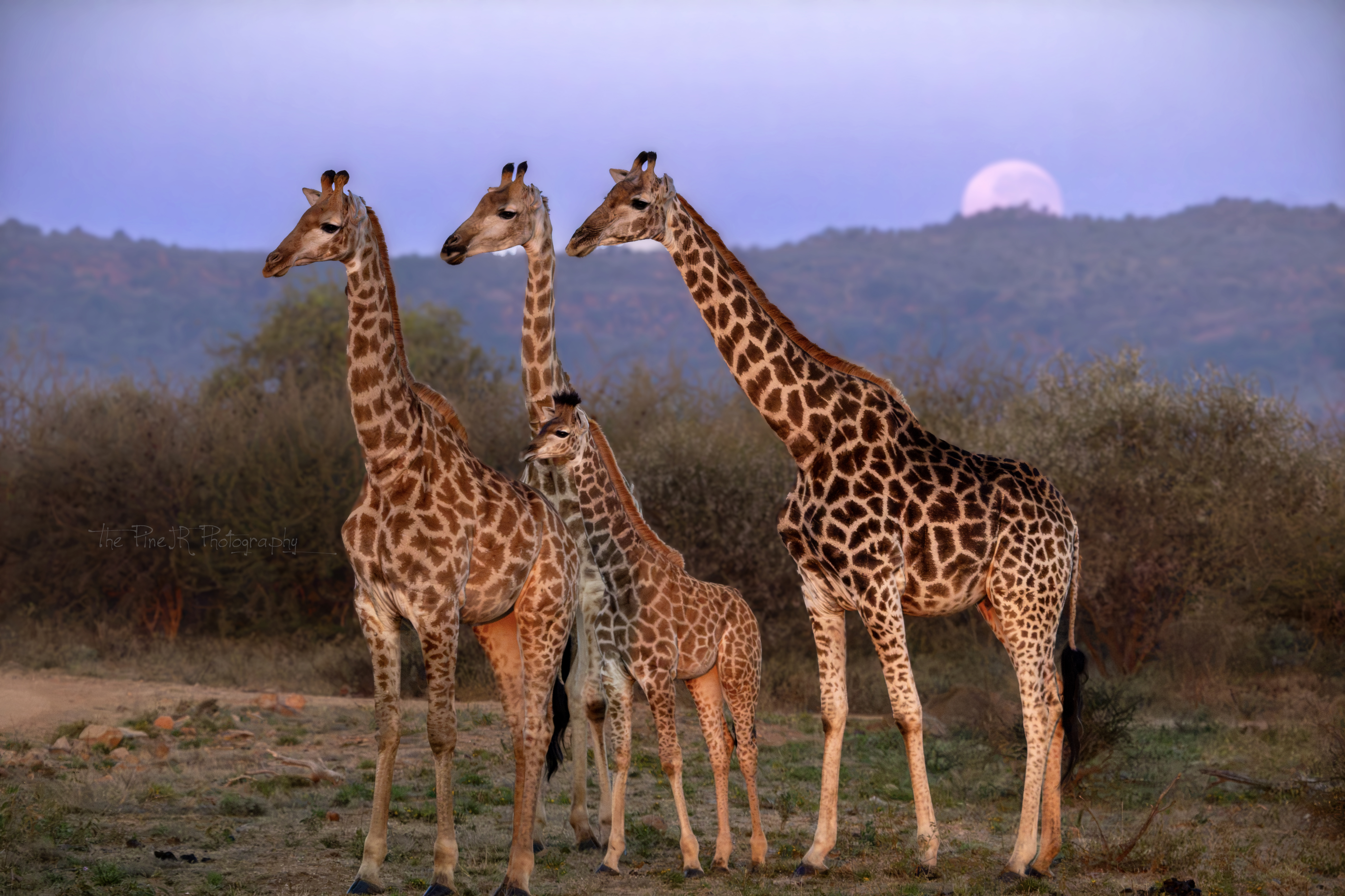 Rhino Horns, Cheesecake, and the Business of Being Early
